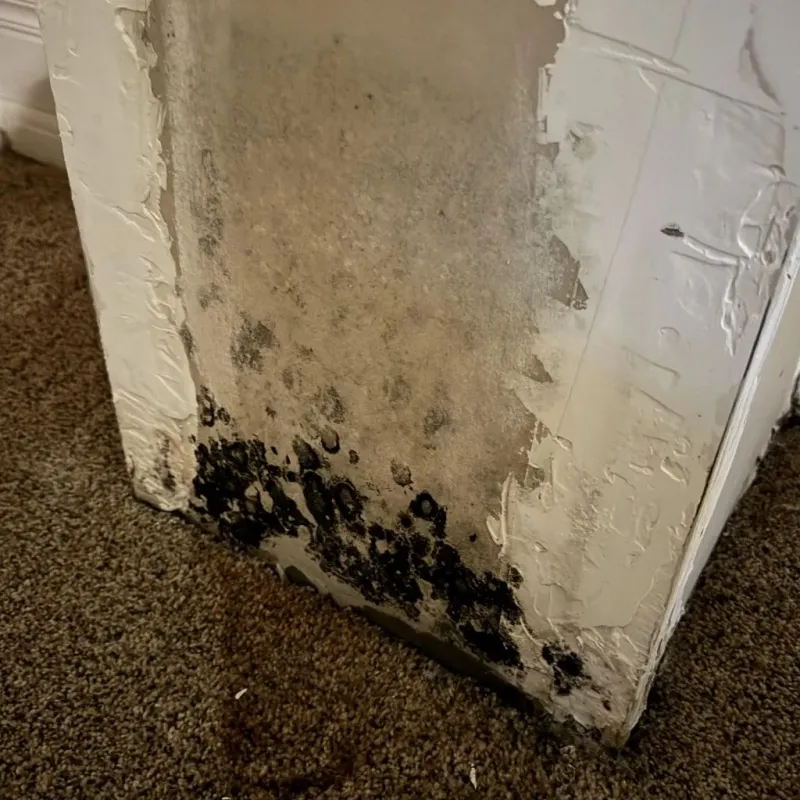Professional Mold Removal in Williamsburg, OH